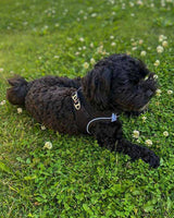 Ozami Air Mesh Sele - Step in hundsele - Svart