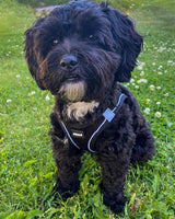 Ozami Air Mesh Sele - Step in hundsele - Svart