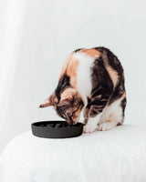 Slow Feeder för Katt