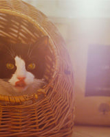 Essential Foods Kattmat The Jaguar