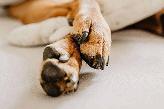 Så skyddar du din hunds tassar och klor året runt – Tips för varje säsong
