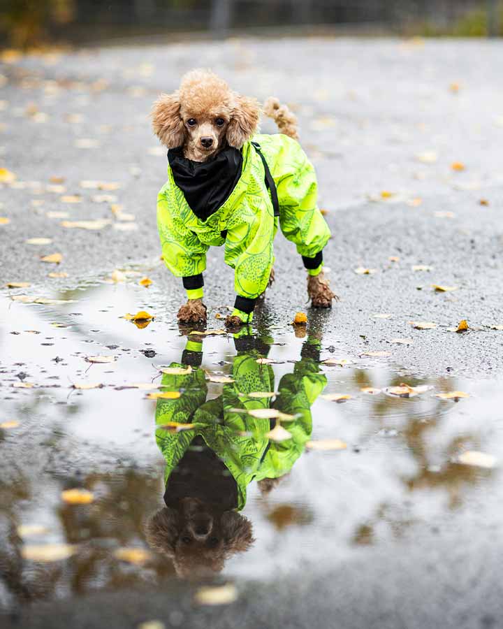 Hund regndräkt