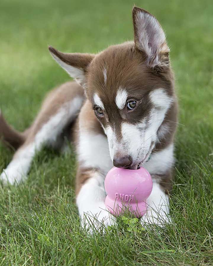 KONG Puppy