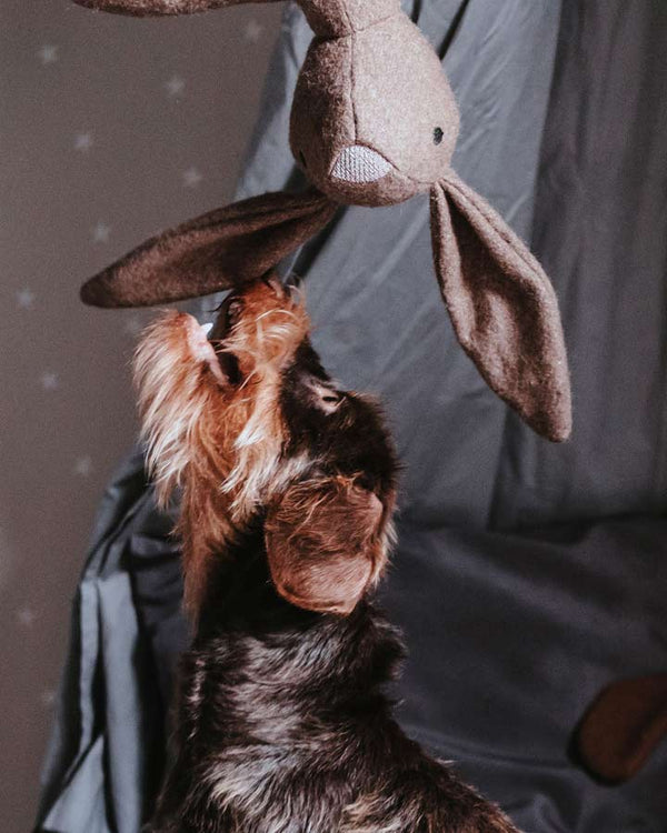 Kaninnalle för hundar