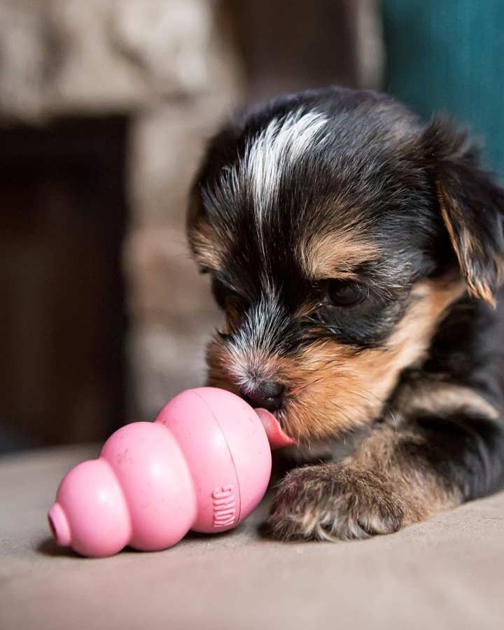 KONG Puppy