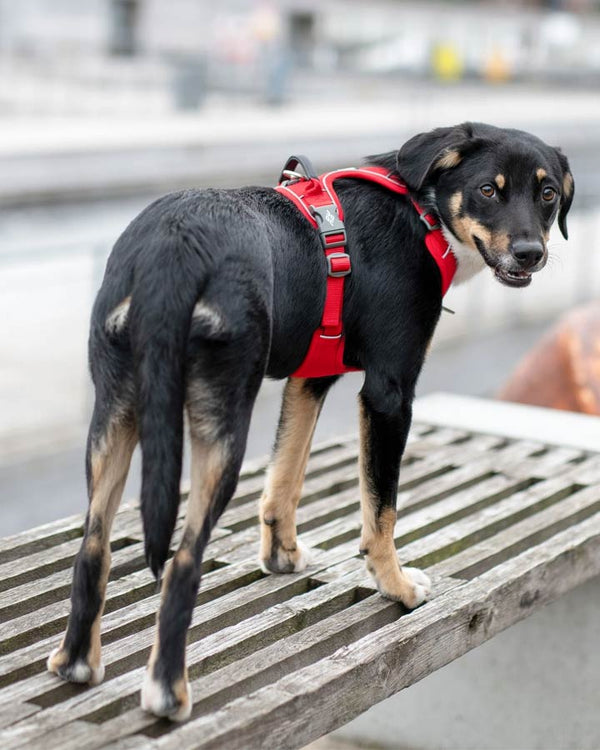 Comfort Walk Pro hundsele -röd