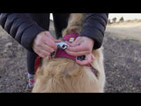 Ruffwear Switchbak justerbar hundkoppel - Red Sumac