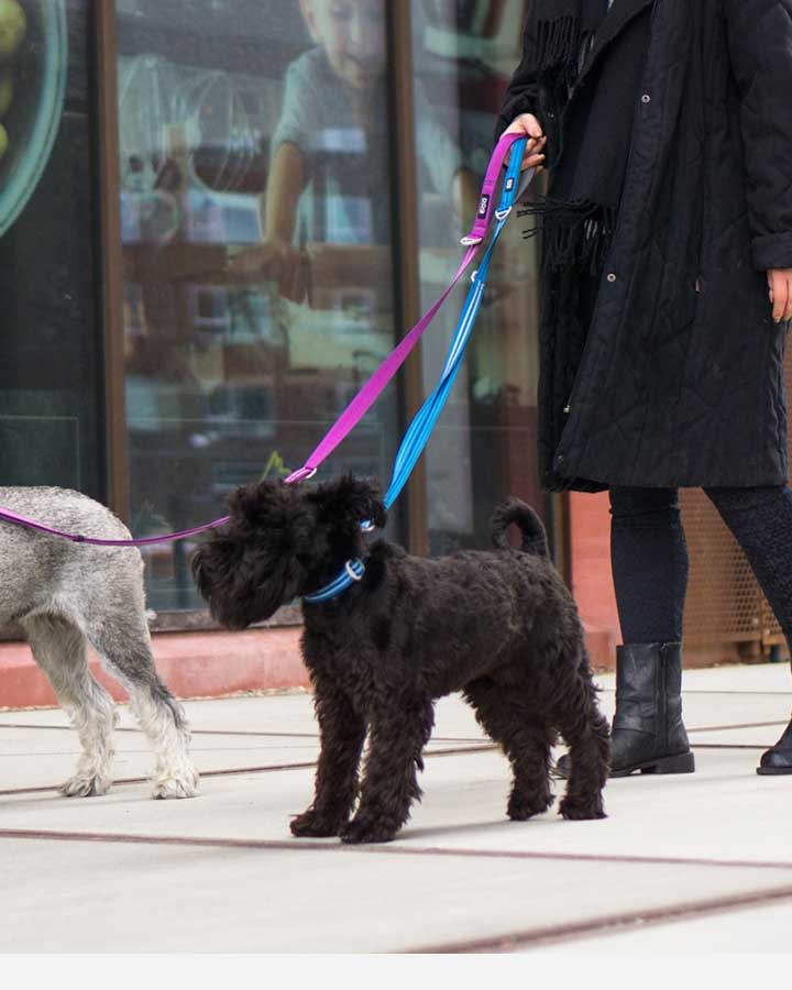 Dog Copenhagen line blå